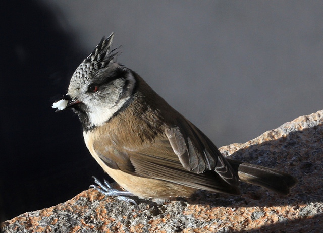 Mésange huppée .. oh !!! la gourmande