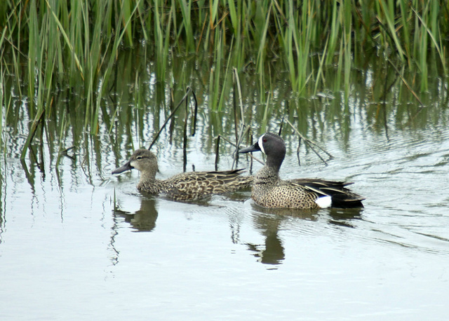 Blue-Winged Teal