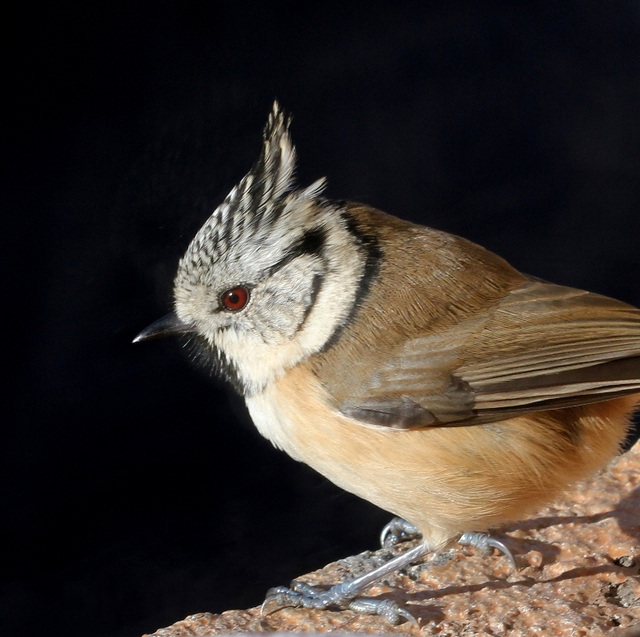 Portrait de Mésange huppée