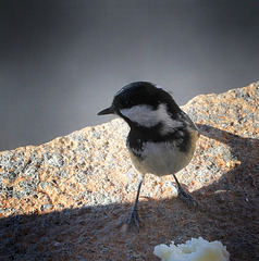 Portrait de Mésange noire