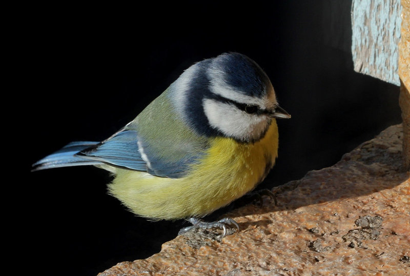 T'ite boule bleue