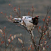 Day 13: And a ptarmigan in a tree