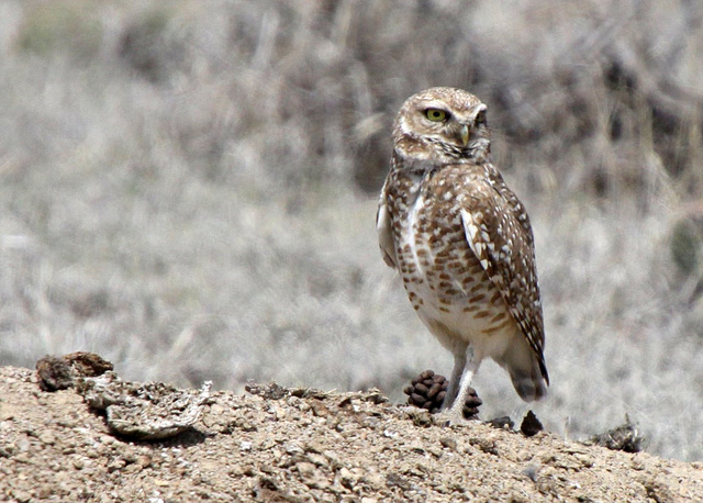 Burrowing Owl