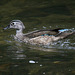 Juvenile Wood Duck