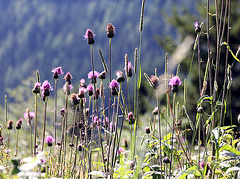 Blumenstängel 2