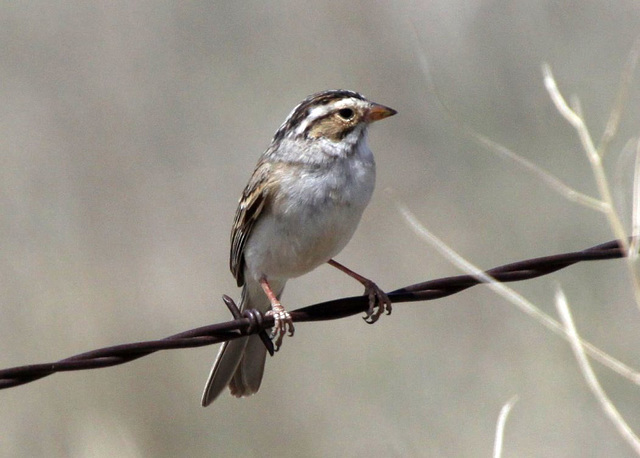 Clay-Colored Sparrow