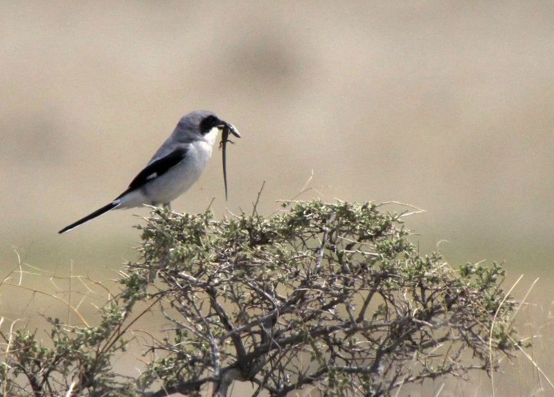 Loggerhead Shrike