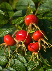 rosehips