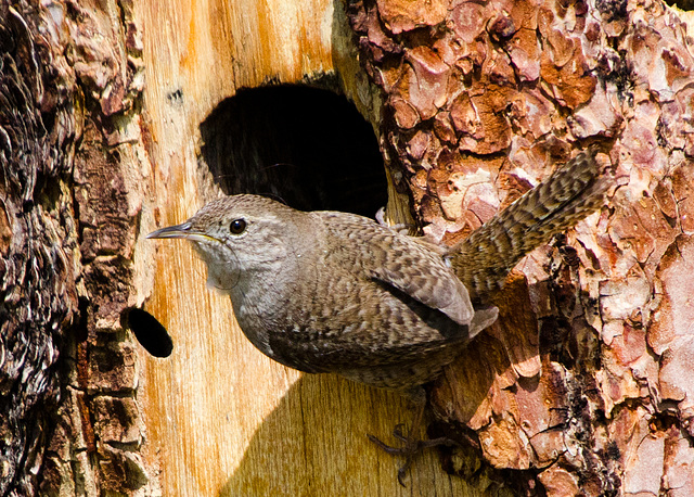 House Wren (Troglodytes aedon)