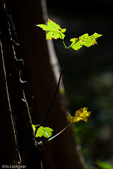 autumn leaves