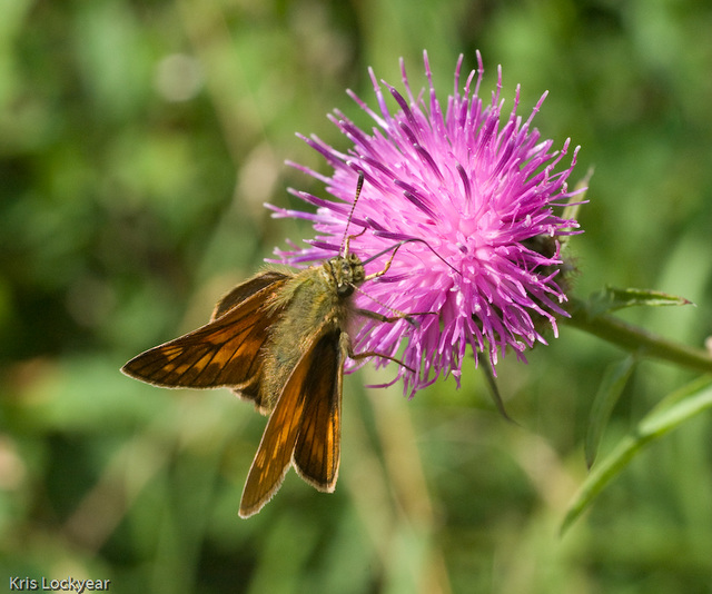 Bug and a flower-10