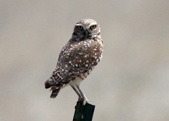 Burrowing Owl