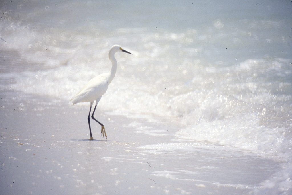 Working the tideline