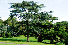 Cedar, Norwood Grove Cedar, Norwood Grove