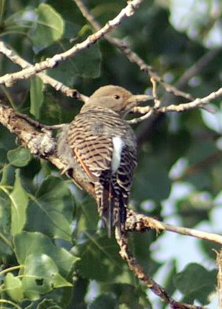 Norther Flicker