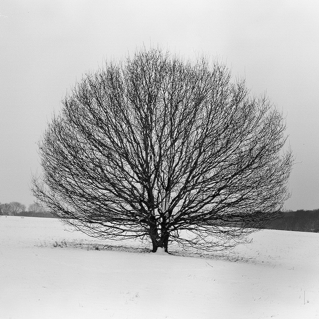 Tree in the snow