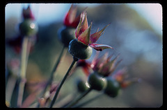 Rosehips