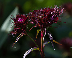 20120608 0550RAw [D~LIP] Nelke (Dianthus barbatus 'Herzinfarkt, sweet William'), UWZ, Bad Salzuflen