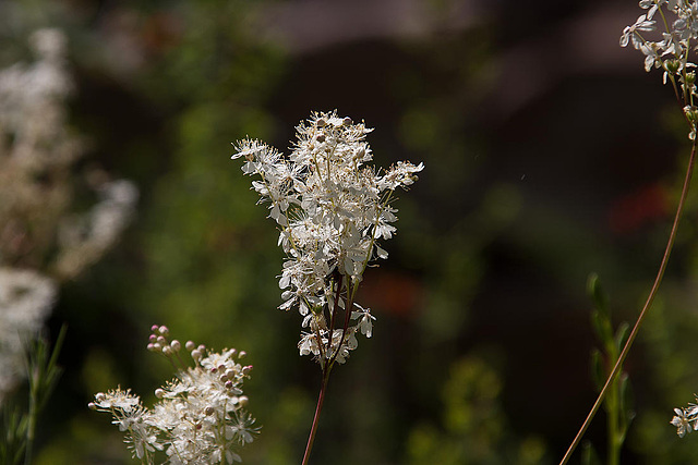 20120608 0551RAw [D~LIP] Blüte, UWZ, Bad Salzuflen