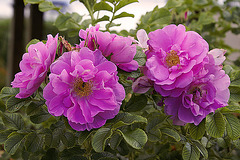 Peonies at Dusk by the Lachine Rapids