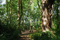 Biggin Wood Biggin Wood