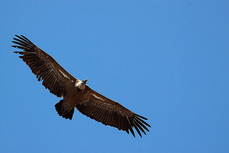 20120518 0308RAw [E] Gänsegeier (Gyps fulvus), Monfragüe, Parque Natural, Extremadura