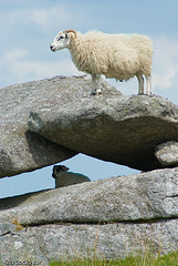 Rough Tor Sheep