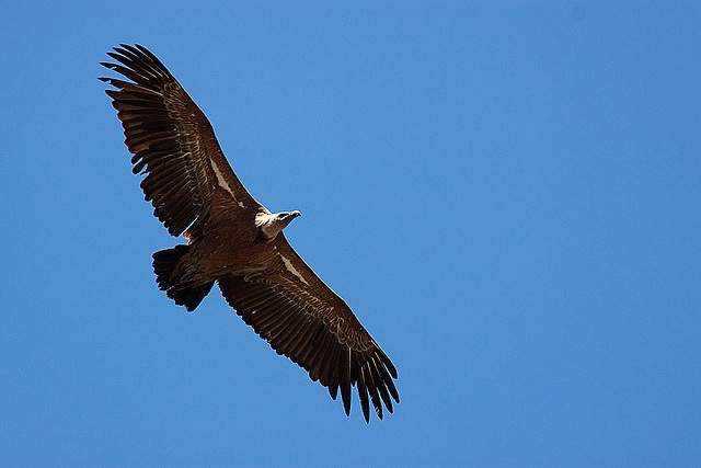 20120518 0312RAw [E] Gänsegeier, Monfragüe