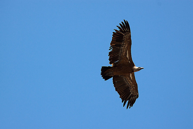 20120518 0319RAw [E] Gänsegeier, Monfragüe