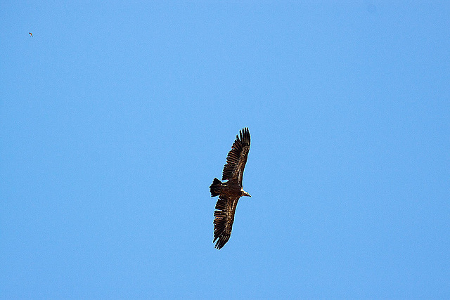 20120518 0323RAw [E] Gänsegeier, Monfragüe