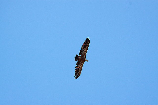 20120518 0324RAw [E] Gänsegeier, Monfragüe