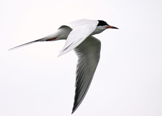 Forster's Tern