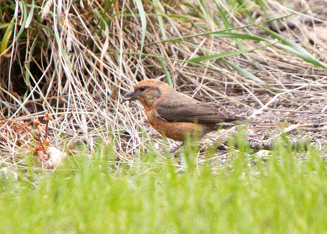 Red Crossbill (Loxia curvirostra)