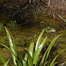 20120608 0560RAw [D~LIP] Wasserfrosch (Rana esculenta), UWZ, Bad Salzuflen