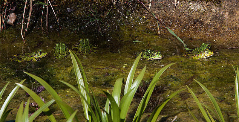 20120608 0560RAw [D~LIP] Wasserfrosch (Rana esculenta), UWZ, Bad Salzuflen