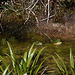 20120608 0559RAw [D~LIP] Wasserfrosch (Rana esculenta), UWZ, Bad Salzuflen