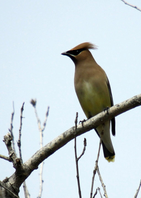 Cedar Waxwing