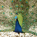 Indian Peacock (in full display)