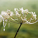 Icy cow parsley