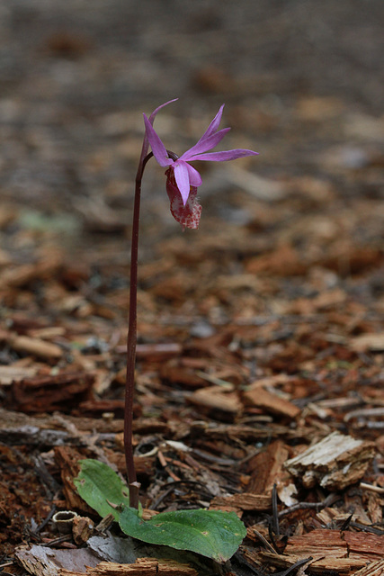 Calypso bulbosa var. occidentalis fma. bifolia