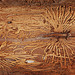 Vue aérienne des tracés de Nazca au Pérou ou circuit imprimé ?........oeuvre originale du ver de bois