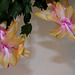 Schlumbergera hybride orange (2)