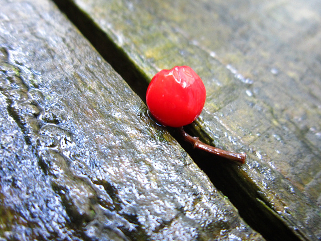 Lone rowan berry