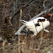 Day 13: Willow Ptarmigan Pair