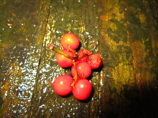 Bunch of rowan berries on wet wood