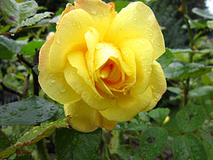 Yellow rose after the rain