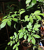Amorphophallus
