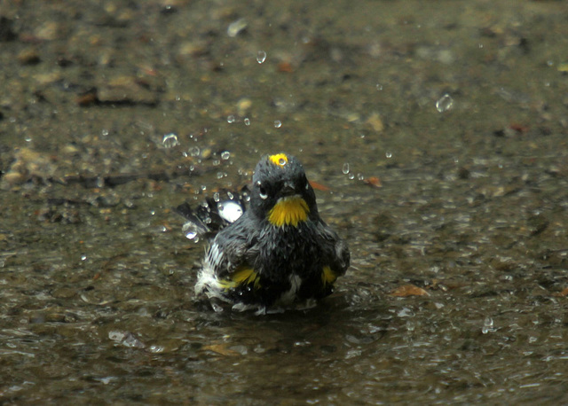 Yellow-Rumped Warbler