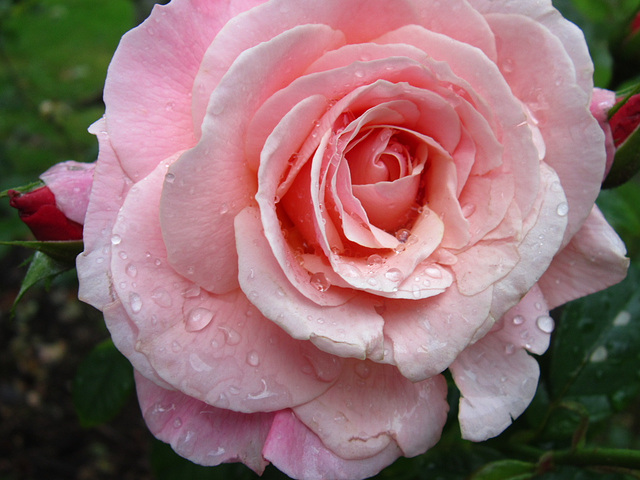 Pale pink rose after the showers