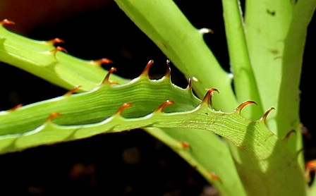 Puya assurgens